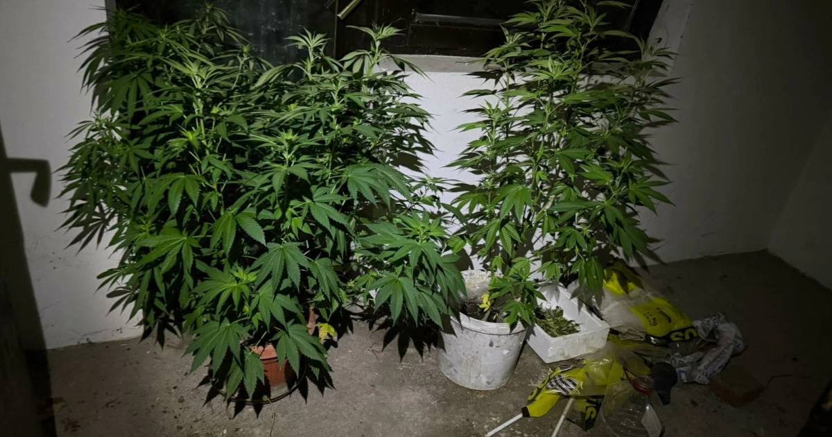 Policija u Doboju izvr&scaron;ila pretrese i zaplijenila drogu u okviru akcije "Plantaža 2026