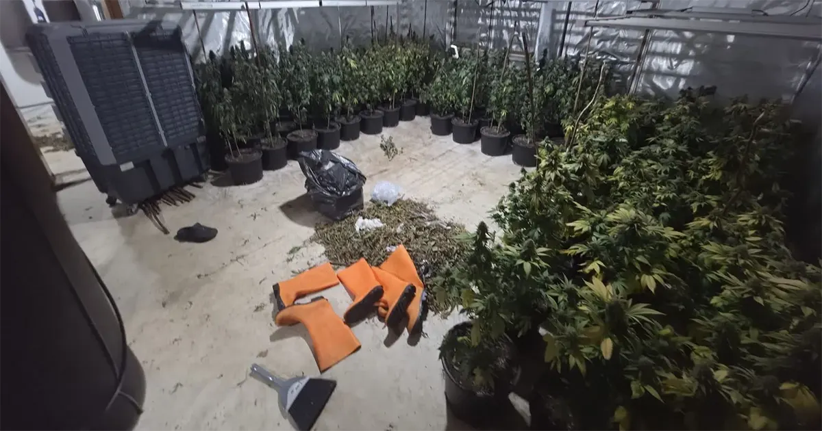 Policija u Ilidži otkrila tri laboratorije za uzgoj marihuane, uhap&scaron;en J. B. sa 280 stabljika i 3,3 kilograma droge