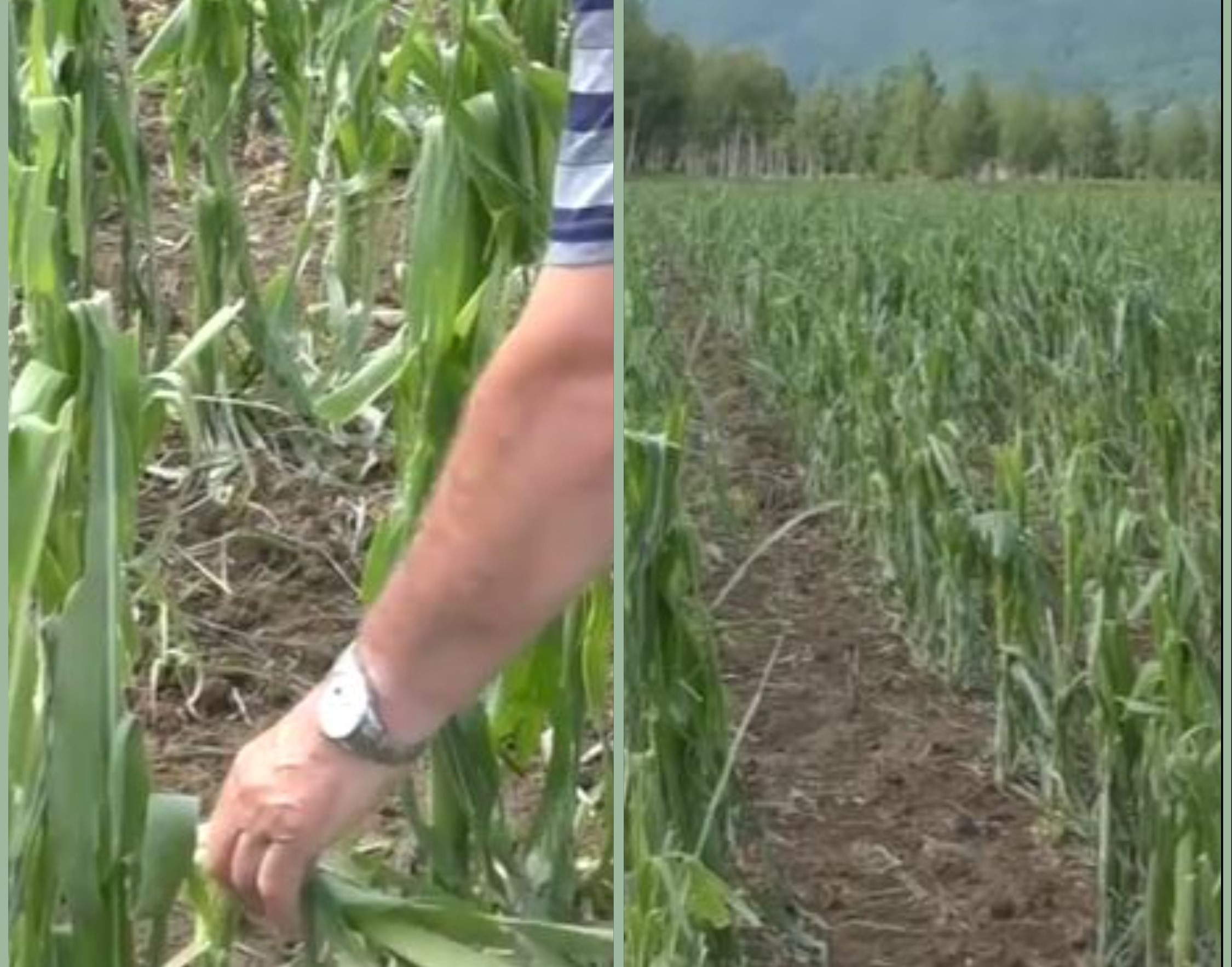 Nevrijeme u Sanskom Mostu izazvalo velike &scaron;tete na poljoprivrednim usjevima, poljoprivrednici u te&scaron;koj situaciji