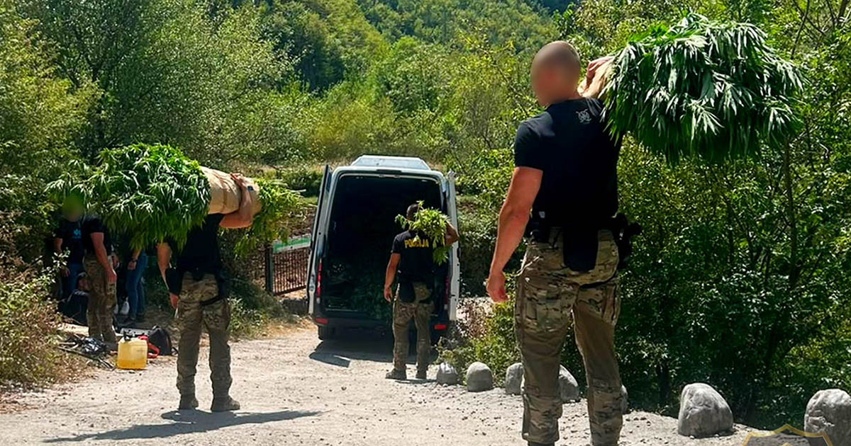 Policija u Drežnici otkrila 1.679 stabljika kanabisa i osumnjičila dvojicu mu&scaron;karaca