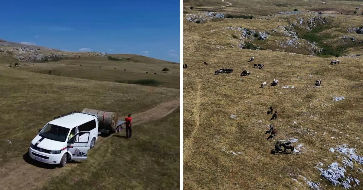 Volonteri GSS &bdquo;Krajina&ldquo; &ndash; Cazin organizovali akciju pomoći divljim konjima u Cincaru kod Livna
