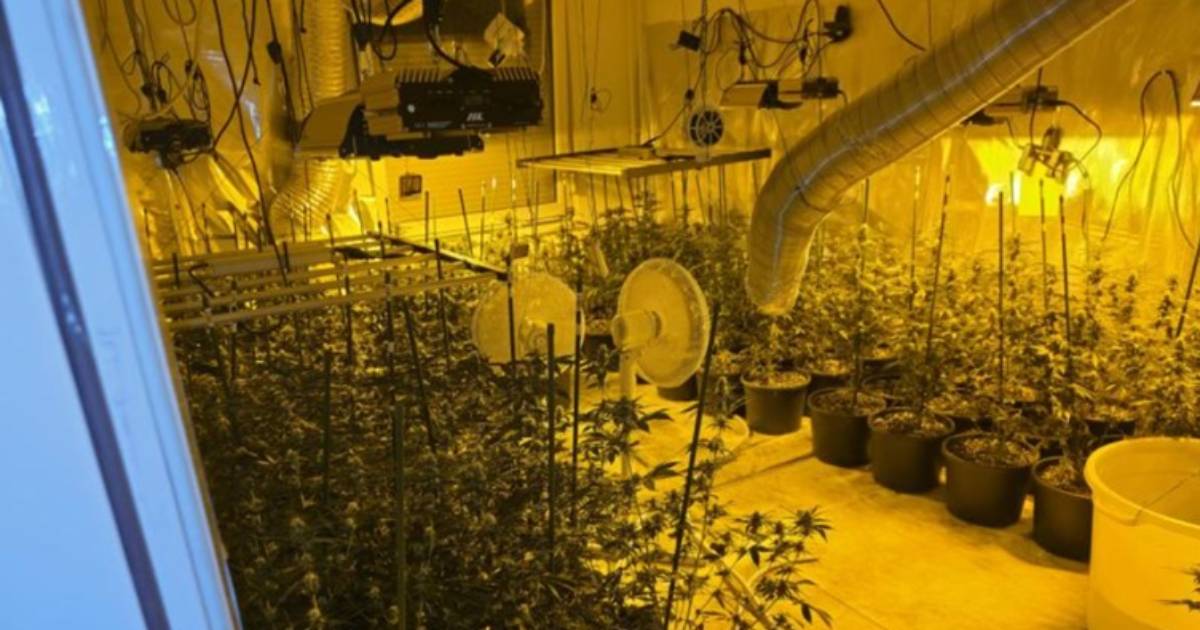 Policija u akciji "Sensei" otkrila tri laboratorije za uzgoj marihuane i uhapsila 39-godi&scaron;njaka iz Sarajeva