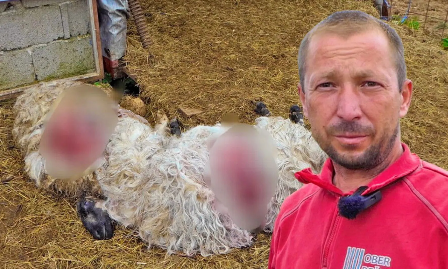 Medvjed hara po selima, Huseinu za pola sata uništio stado: “Ne može čovjek ići prazne ruke na njega”