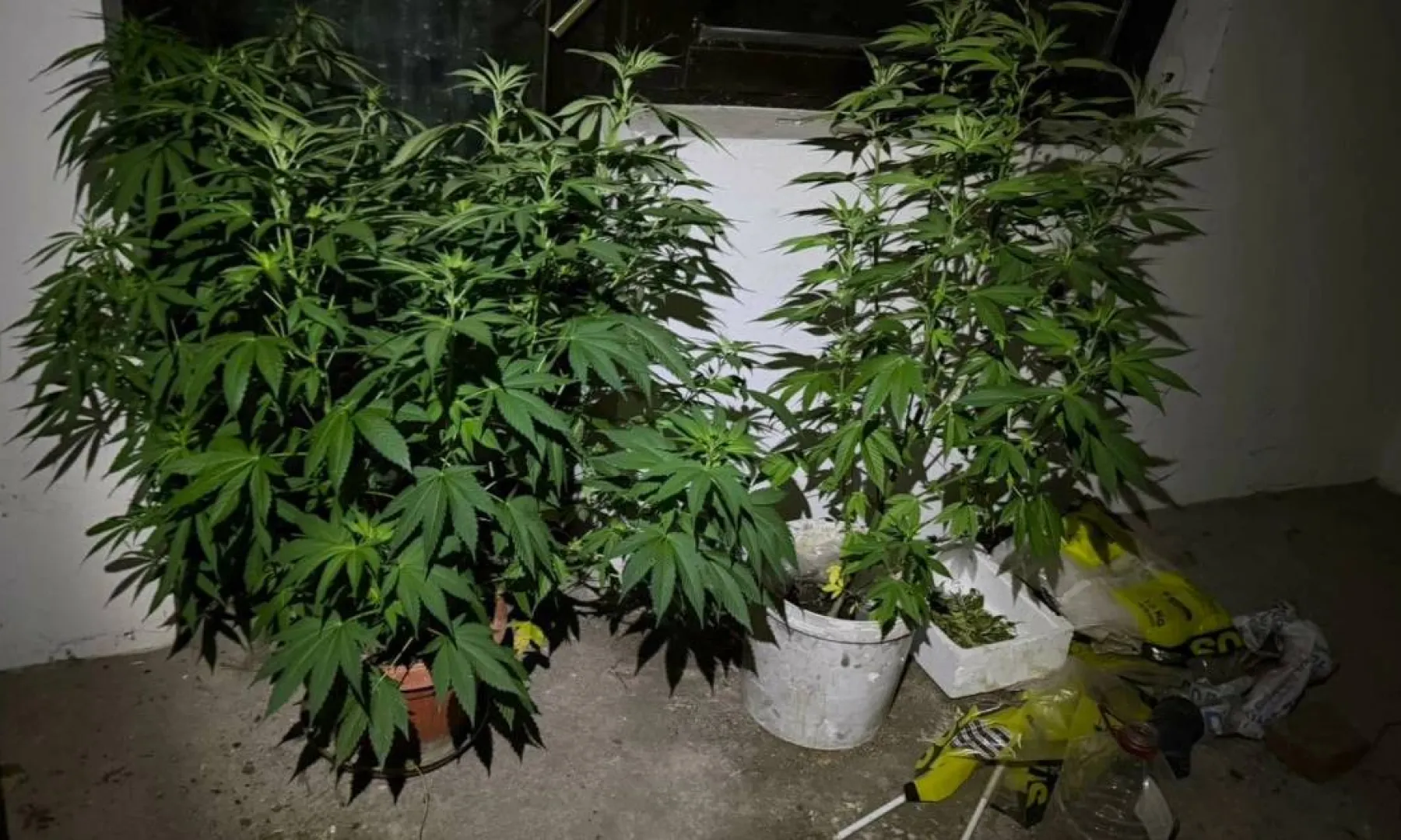 Policija u Doboju izvršila pretrese i zaplijenila drogu u okviru akcije "Plantaža 2026