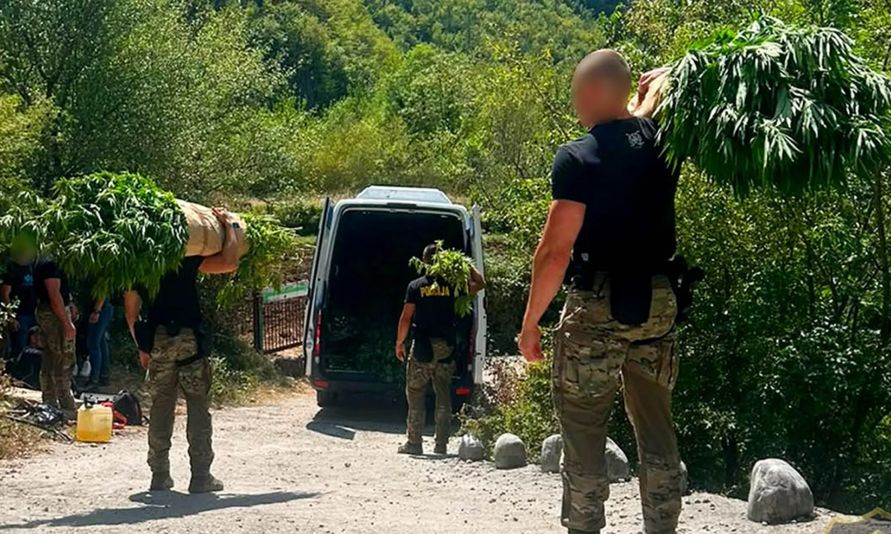 Policija u Drežnici otkrila 1.679 stabljika kanabisa i osumnjičila dvojicu muškaraca