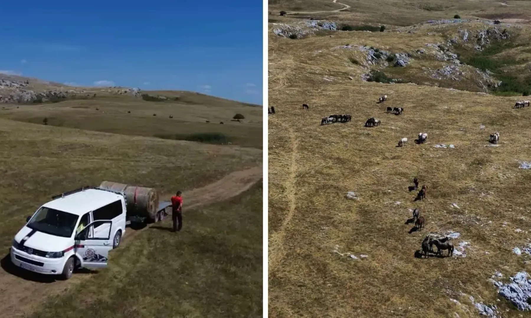 Volonteri GSS „Krajina“ – Cazin organizovali akciju pomoći divljim konjima u Cincaru kod Livna