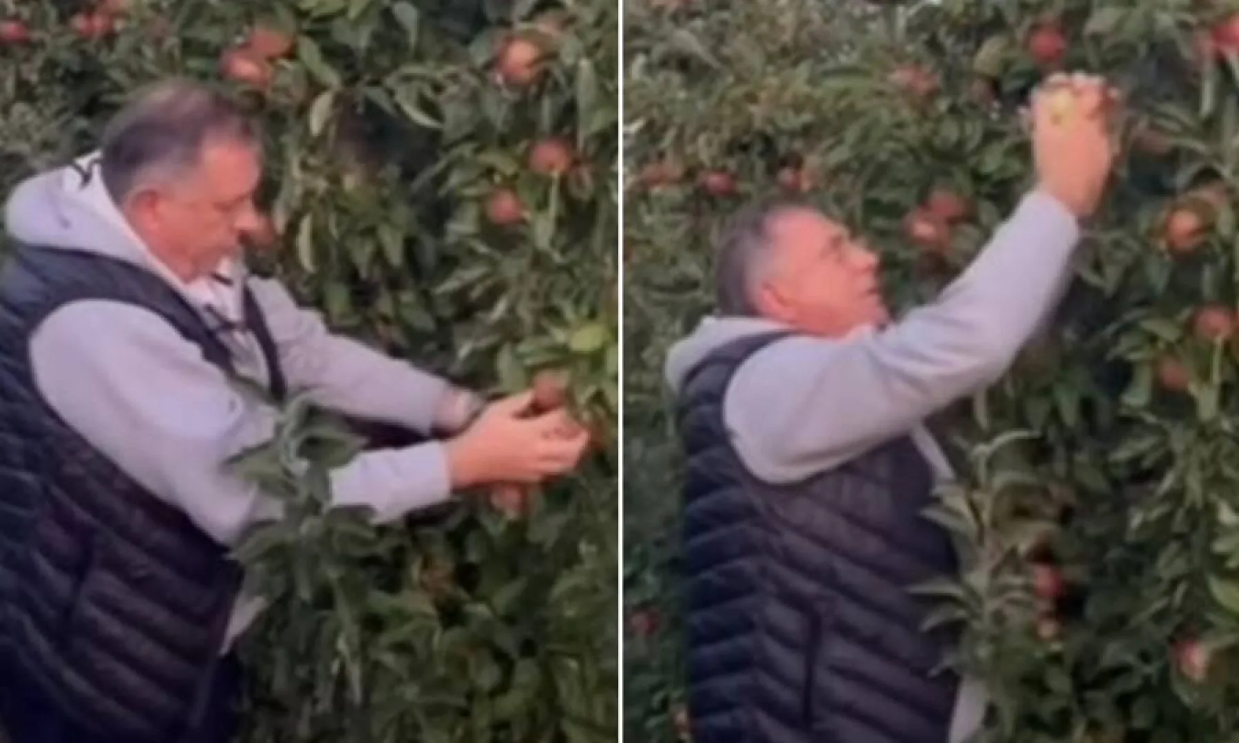"A I JABUKE SU RODILE": Milorad Dodik se OGLASIO IZ SVOG VOĆNJAKA, poslao dvosmislenu poruku (VIDEO)