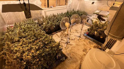 Pronađene dvije laboratorije za uzgoj marihuane, uhapšen 46-godišnjak