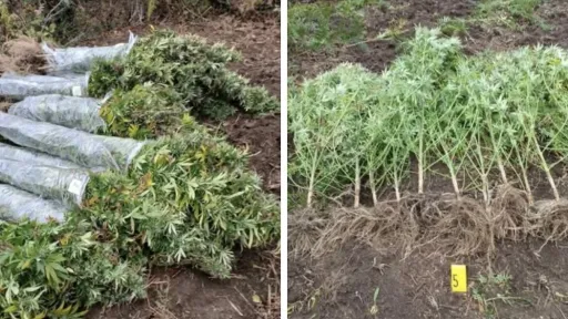 Krajina: Policija otkrila plantažu sa 100 stabljika kanabisa, uhapšena jedna osoba