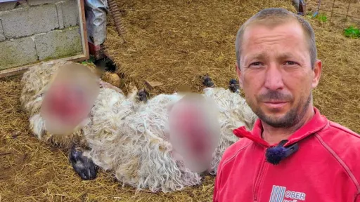 Medvjed hara po selima, Huseinu za pola sata uništio stado: “Ne može čovjek ići prazne ruke na njega”
