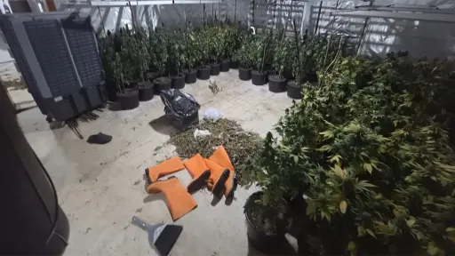 Policija u Ilidži otkrila tri laboratorije za uzgoj marihuane, uhap&scaron;en J. B. sa 280 stabljika i 3,3 kilograma droge