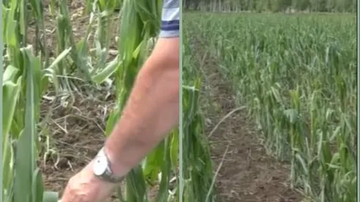 Nevrijeme u Sanskom Mostu izazvalo velike &scaron;tete na poljoprivrednim usjevima, poljoprivrednici u te&scaron;koj situaciji