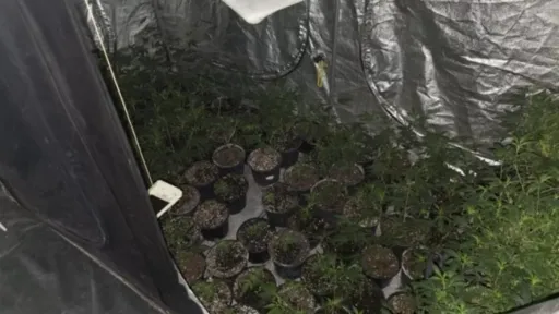 laboratorija marihuana