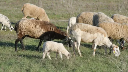 U Zvorniku uhap&scaron;en R. S. zbog sumnje da je ukrao 20 ovaca i povezan s jo&scaron; dvije te&scaron;ke krađe
