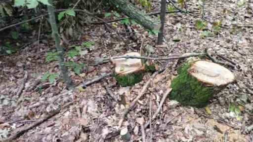U nesreći tokom šumskih radova u Bosanskom Grahovu smrtno stradao 58-godišnjak iz Drvara