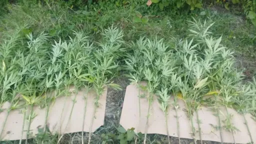Policija u Doboju prona&scaron;la 93 stabljike konoplje i 17,7 kilograma marihuane